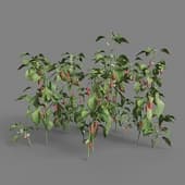 MT PM V38 Capsicum annuum 01 09