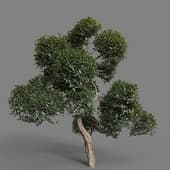 MT PM V77 Phillyrea latifolia 01 05