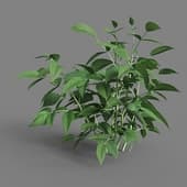 MT PM V38 Rubus idaeus 01 01