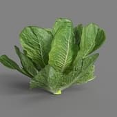 MT PM V38 Lactuca sativa 01 03