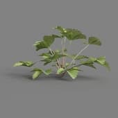 MT PM V38 Fragaria 01 03