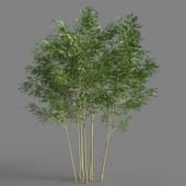 021 phyllostachys aureosulcata