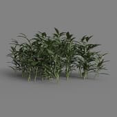 MT PM V55 Sarcococca hookeriana 01 06