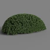MT PM V28 Euonymus japonicus 01 05