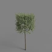MT PM V81 Pyrus salicifolia pendula 01 06