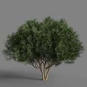 Platycladus orientalis 01 03