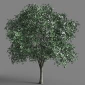 062 Tilia