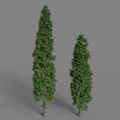Thuja high 01(5.6m-7.5m)