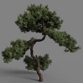 Juniperus communis 01 06
